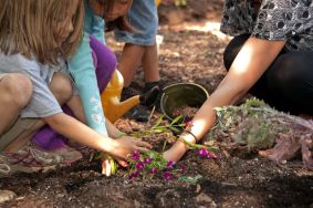 Group was about to introduce a purple colored flowering plant to